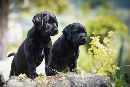 Labrador Retriever Welpen vom Sauboden FCI hier treffen sich Show- und Arbeitslinien