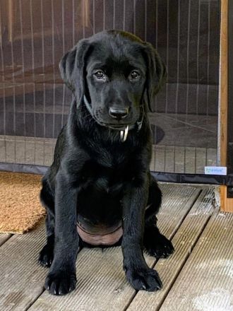 Labrador Retriever Welpen vom Sauboden FCI hier treffen sich Show- und Arbeitslinien