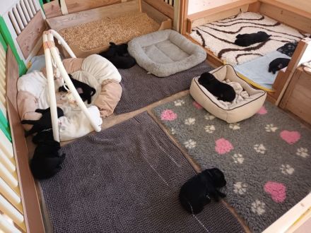 Labrador Retriever Welpen vom Sauboden FCI hier treffen sich Show- und Arbeitslinien