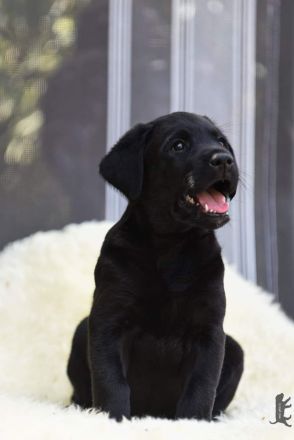 Labrador Retriever Welpen vom Sauboden FCI hier treffen sich Show- und Arbeitslinien