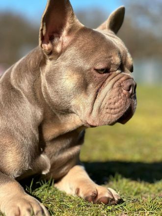 Wunderschöner Deckrüde Französische Bulldogge Fluffy Träger/ Isabella