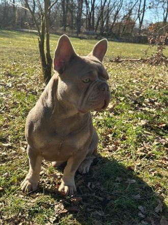 Wunderschöner Deckrüde Französische Bulldogge Fluffy Träger/ Isabella