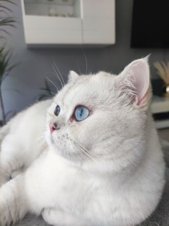 Wunderschöne BKH Kitten