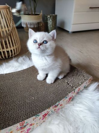 Wunderschöne BKH Kitten