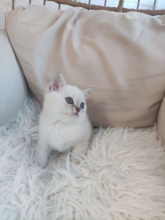 Wunderschöne BKH Kitten