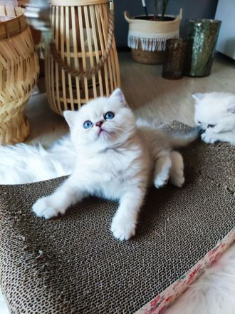 Wunderschöne BKH Kitten