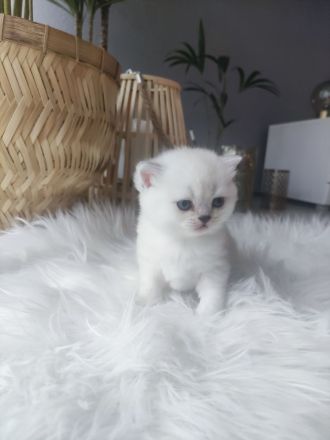 Wunderschöne BKH Kitten