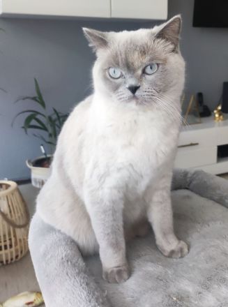 Wunderschöne BKH Kitten