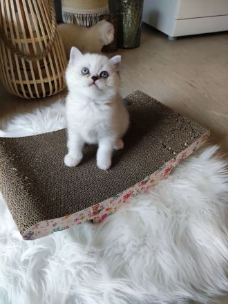 Wunderschöne BKH Kitten