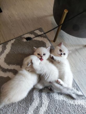 Wunderschöne BKH Kitten