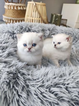 Wunderschöne BKH Kitten