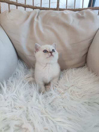 Wunderschöne BKH Kitten