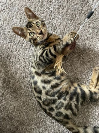 Reinrassige Kätzchen zu verkaufen