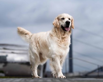 Erstklassiger Golden Retriever Deckrüde mit FCI Abstammung und top Gesundheitsergebnisse