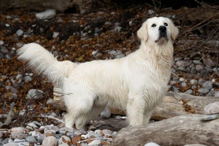 Erstklassiger Golden Retriever Deckrüde mit FCI Abstammung und top Gesundheitsergebnisse