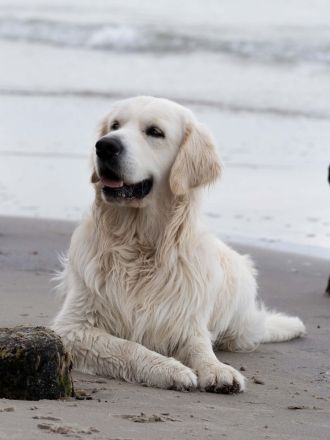 Erstklassiger Golden Retriever Deckrüde mit FCI Abstammung und top Gesundheitsergebnisse