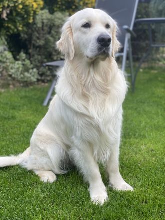 Erstklassiger Golden Retriever Deckrüde mit FCI Abstammung und top Gesundheitsergebnisse