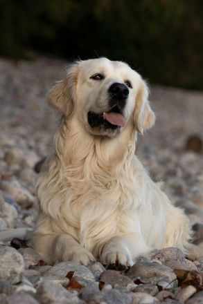 Erstklassiger Golden Retriever Deckrüde mit FCI Abstammung und top Gesundheitsergebnisse