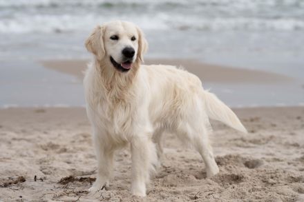 Erstklassiger Golden Retriever Deckrüde mit FCI Abstammung und top Gesundheitsergebnisse