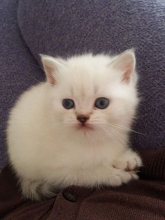 Reinreisige BKH Kitten