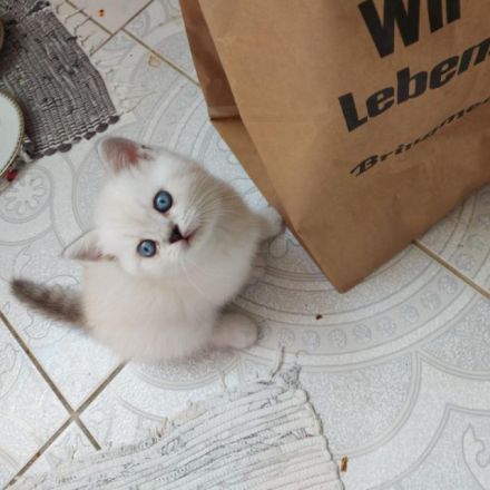 Reinreisige BKH Kitten