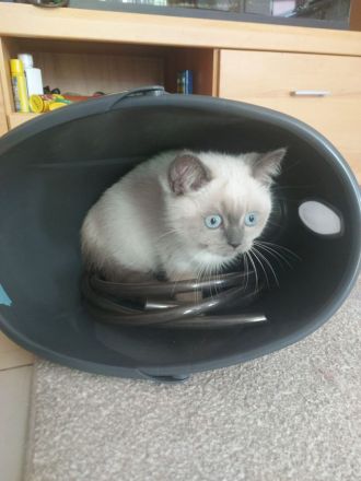 Reinreisige BKH Kitten