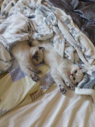 Reinreisige BKH Kitten