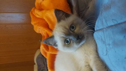 Reinreisige BKH Kitten