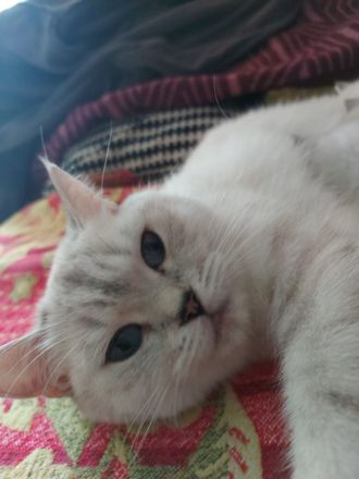 Reinreisige BKH Kitten