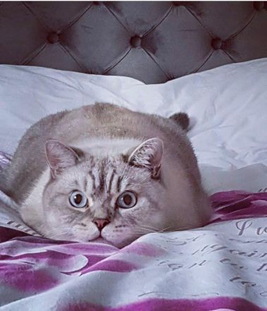 Reinreisige BKH Kitten