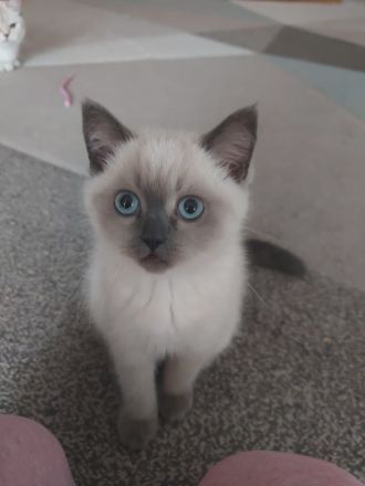 Reinreisige BKH Kitten