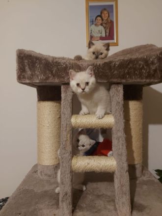 Reinreisige BKH Kitten