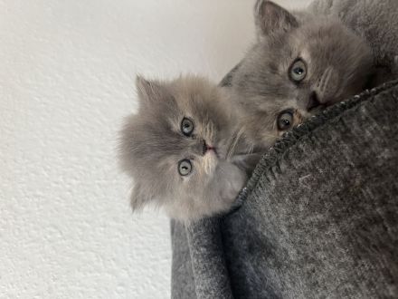 Britisch Kurzhaar Kitten weiblich