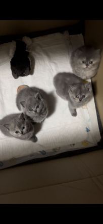 Britisch Kurzhaar Kitten weiblich