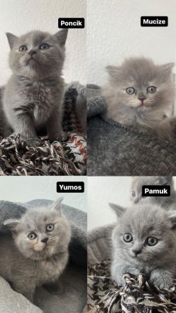 Britisch Kurzhaar Kitten weiblich