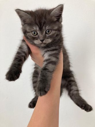 Bkh kitten