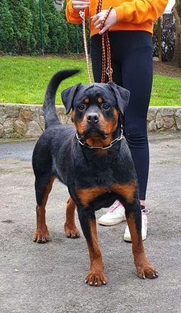 Rottweilerwelpen aus Topverpaarung zu verkaufen