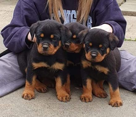 Rottweilerwelpen aus Topverpaarung zu verkaufen