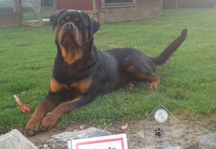 Rottweilerwelpen aus Topverpaarung zu verkaufen