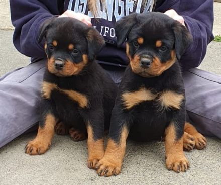 Rottweilerwelpen aus Topverpaarung zu verkaufen