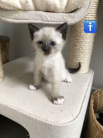 Siam Kitten, Katzen Baby