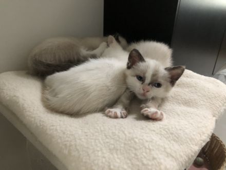 Siam Kitten, Katzen Baby