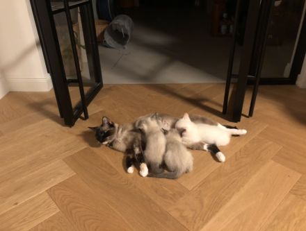 Siam Kitten, Katzen Baby