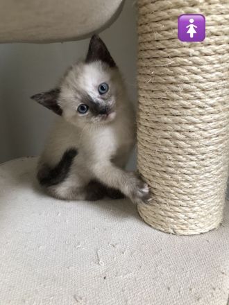 Siam Kitten, Katzen Baby