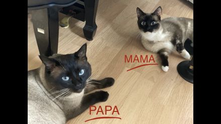 Siam Kitten, Katzen Baby