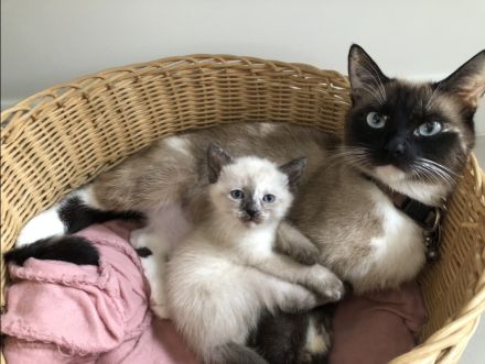 Siam Kitten, Katzen Baby