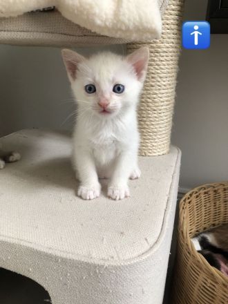 Siam Kitten, Katzen Baby