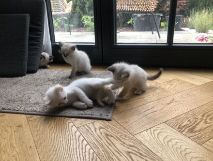 Siam Kitten, Katzen Baby