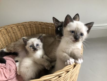 Siam Kitten, Katzen Baby