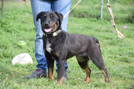 Judy, mittelgroße, freundliche Junghündin sucht schönes Zuhause